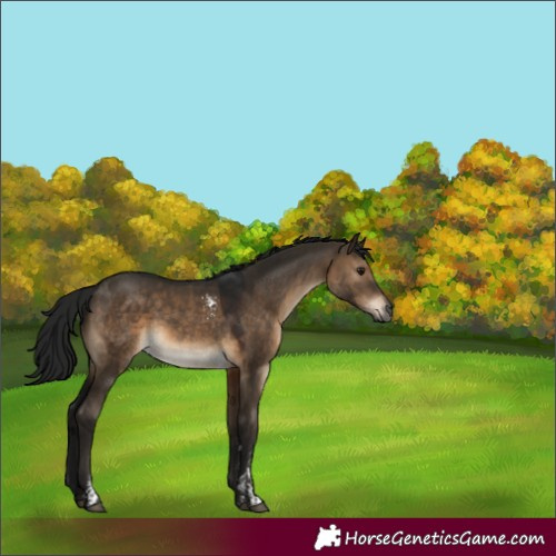 Horse Color:Gray Brown Dun Sabino 