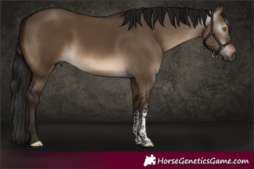 Horse Color:Gray Brown Dun Sabino 
