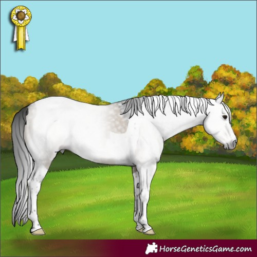 Horse Color:Gray Brown Dun Sabino Tobiano 