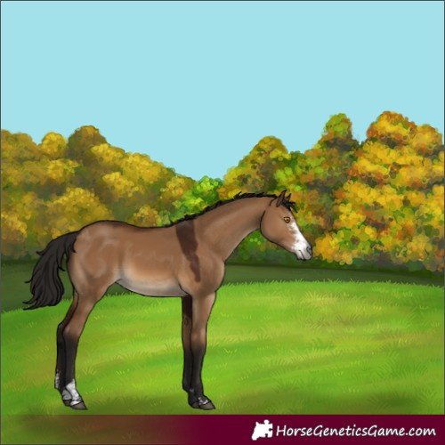 Horse Color:Gray Bay Dun Sabino 