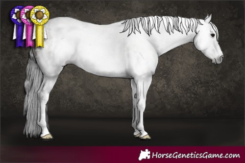 Horse Color:Gray White Spotted Brown Dun Sabino Brindle 