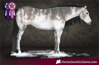 Horse Color:Gray White Spotted Brown Dun Sabino Brindle 