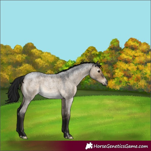 Horse Color:Gray Brown Roan Dun Sabino 