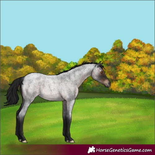 Horse Color:Gray Brown Roan Mushroom 