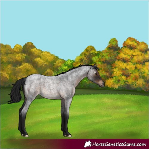 Horse Color:Gray Brown Roan Mushroom 