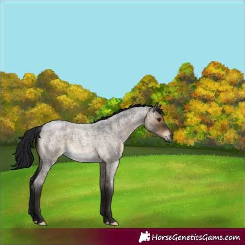 Horse Color:Gray Brown Roan Dun 
