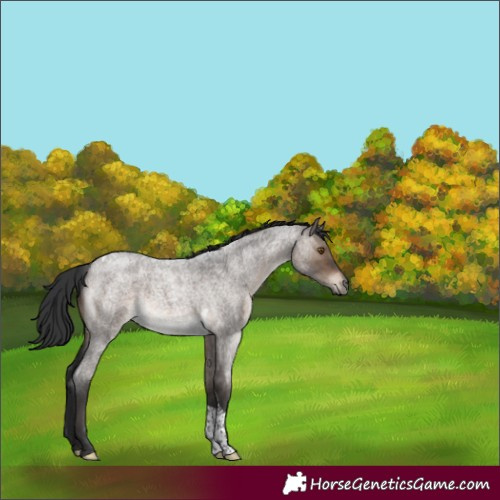 Horse Color:Brown Roan Dun Tobiano Brindle 