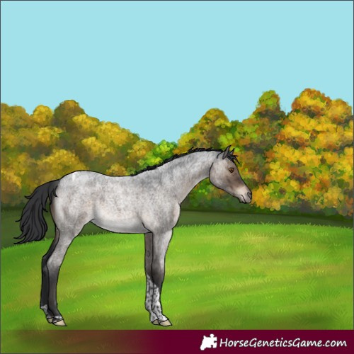 Horse Color:Brown Roan Dun Tobiano Brindle 