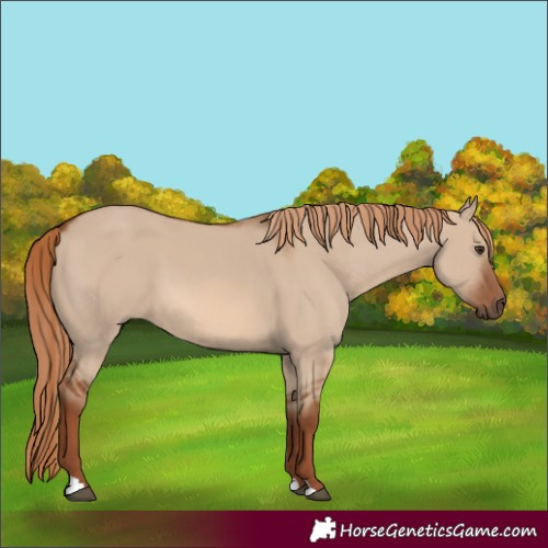 Horse Color:Red Dun 
