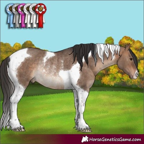Horse Color:Bay Dun Tobiano Rabicano Brindle 