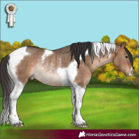 Horse Color:Bay Dun Tobiano Rabicano Brindle 