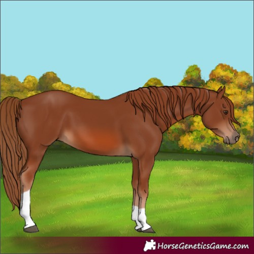 Horse Color:Chestnut Tobiano Rabicano