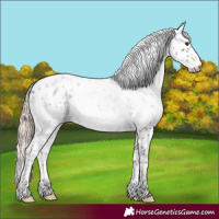 Horse Color:Liver Chestnut Sabino Rabicano