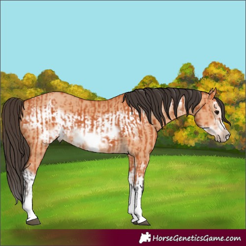 Horse Color:Bay Splash Frame  and Bay Dun Splash Frame 