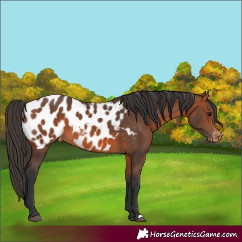 Horse Color:Bay Appaloosa 
