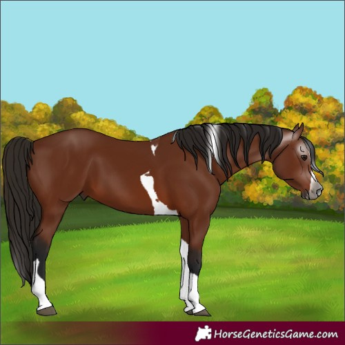 Horse Color:Gray Bay Splash Tobiano 