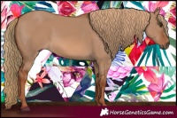 Horse Color:Red Dun 