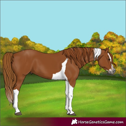 Horse Color:Gray Chestnut Splash Tobiano 