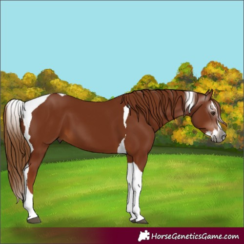 Horse Color:Gray Chestnut Splash Tobiano 