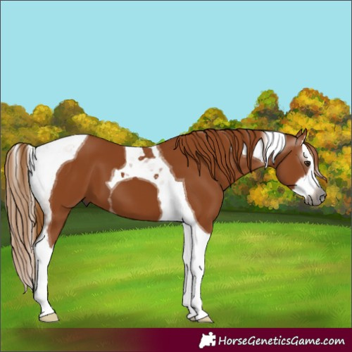 Horse Color:Gray Chestnut Splash Tobiano 