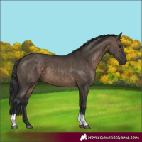 Horse Color:Brown Dun Tobiano 