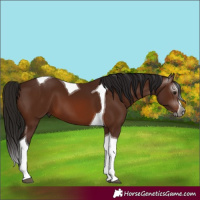 Horse Color:Gray Bay Splash Tobiano 