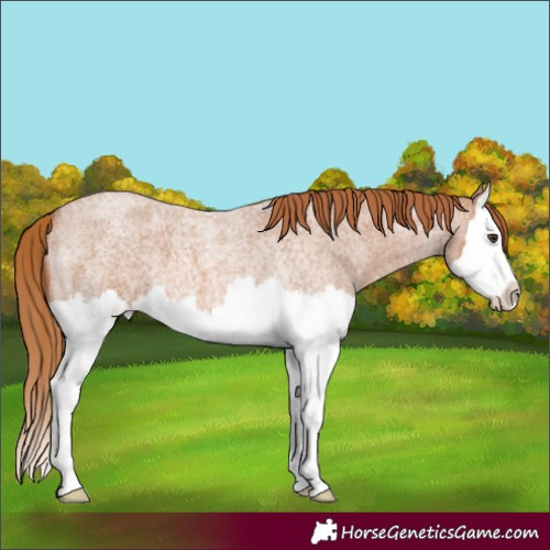 Horse Color:Red Roan Splash