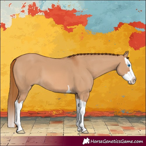Horse Color:Red Dun Splash 