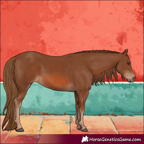 Horse Color:Chestnut 