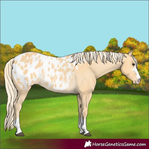 Horse Color:Palomino Appaloosa 
