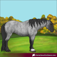 Horse Color:Blue Roan 