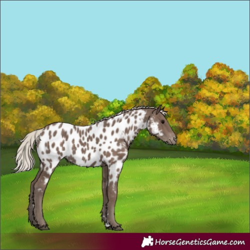 Horse Color:Silver Black Near Leopard 