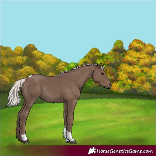 Horse Color:Silver Black Tobiano 