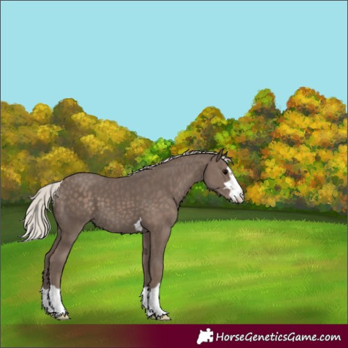 Horse Color:Silver Black 