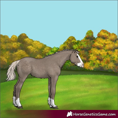 Horse Color:Silver Grullo Splash 