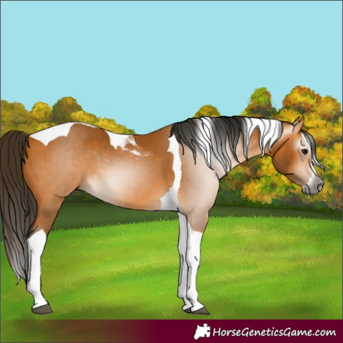 Horse Color:Gray Buckskin Splash Tobiano 