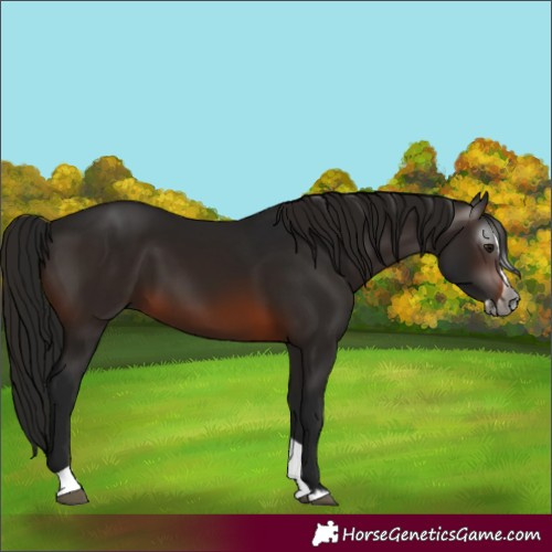 Horse Color:Gray Brown Splash Tobiano 