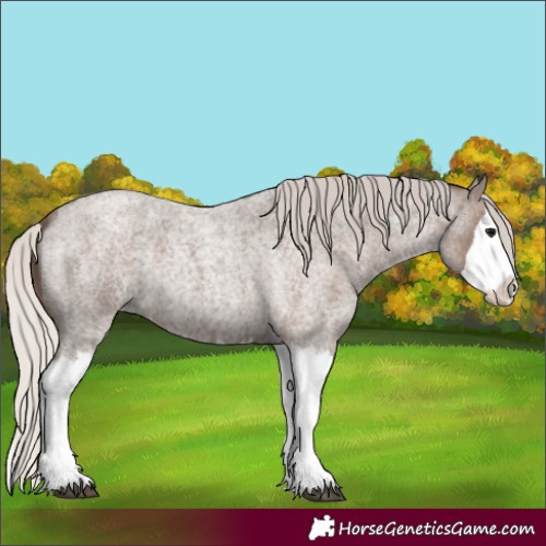 Horse Color:Silver Blue Roan Splash