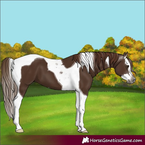 Horse Color:Gray Chestnut Splash Tobiano 