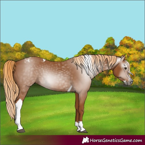 Horse Color:Gray Chestnut Splash Tobiano 