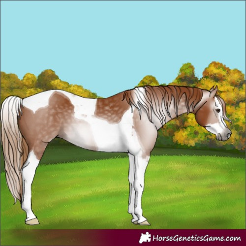 Horse Color:Gray Chestnut Splash Tobiano 