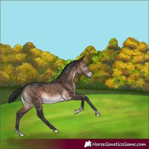Horse Color:Brown Dun Sabino Tobiano Brindle 
