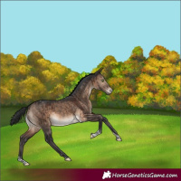 Horse Color:Brown Dun Sabino Tobiano Brindle 