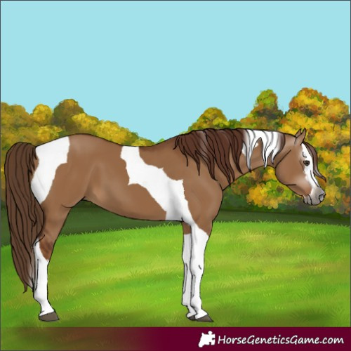 Horse Color:Gray Red Dun Splash Tobiano 