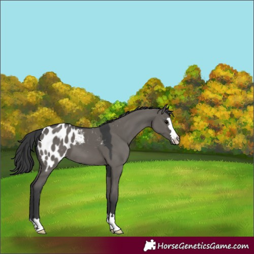 Horse Color:Grullo Appaloosa 