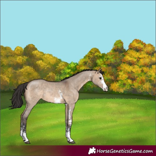 Horse Color:Brown Dun Sabino Rabicano 