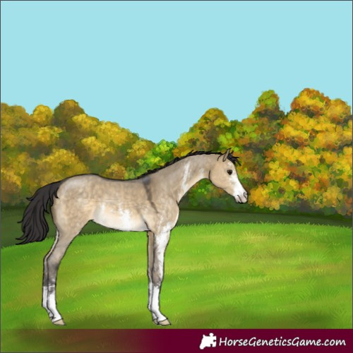 Horse Color:Buckskin Dun Sabino 