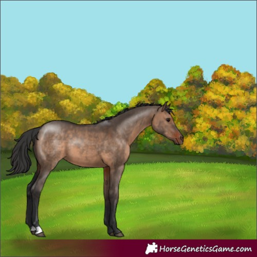 Horse Color:Brown Dun 