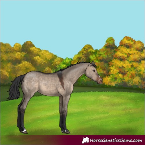 Horse Color:Brown Dun Appaloosa 