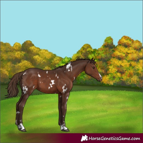 Horse Color:White Spotted Liver Chestnut 